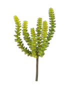 Künstliche Crassula - Hedi | 17 cm auf transparentem Hintergrund mit echt wirkenden Kunstblättern in natürlicher Anordnung. | aplanta Kunstpflanzen