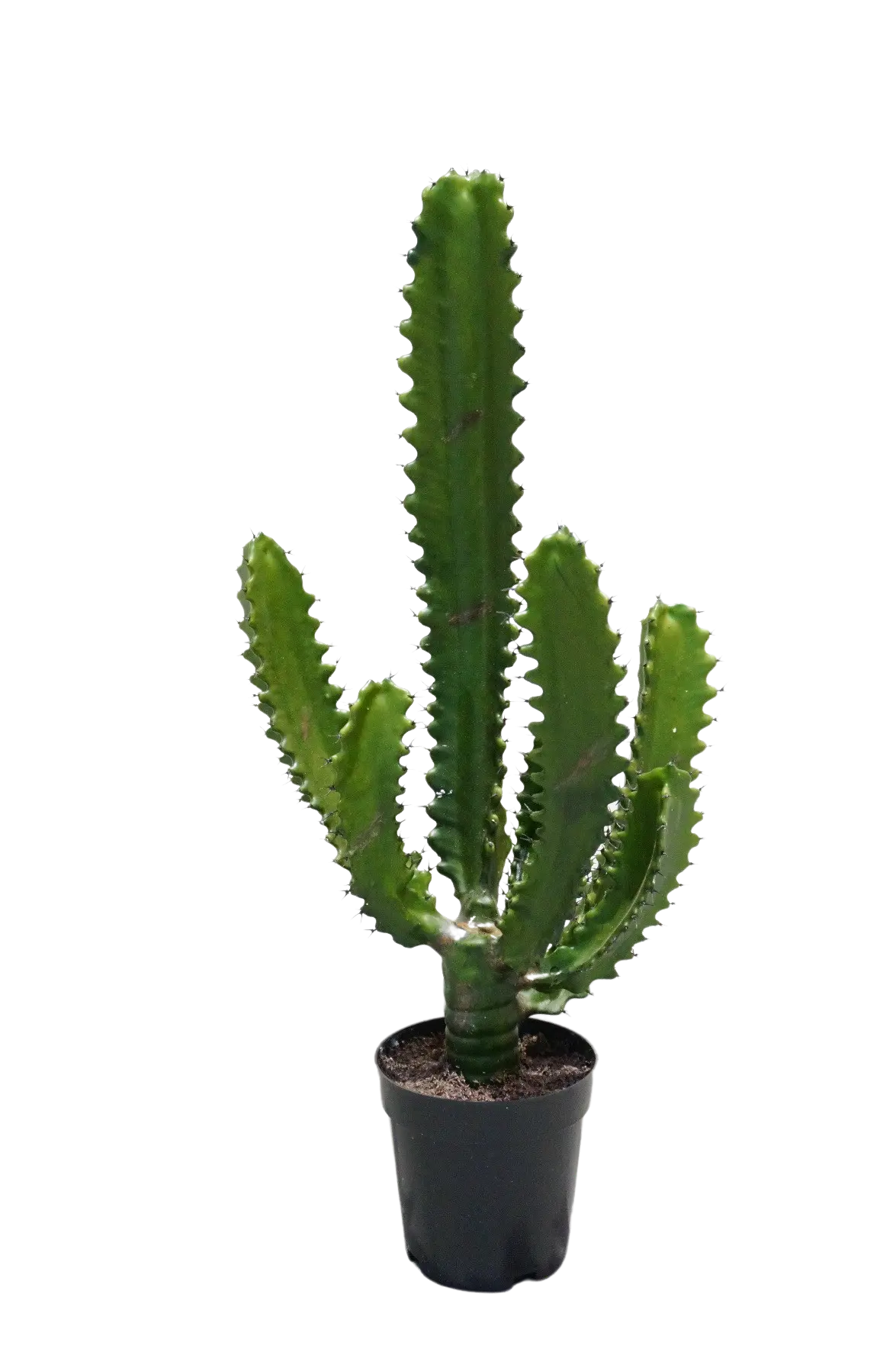 Künstlicher Kaktus - Henri auf transparentem Hintergrund mit echt wirkenden Kunstblättern. Diese Kunstpflanze gehört zur Gattung/Familie der "Kakteen" bzw. "Kunst-Kakteen".