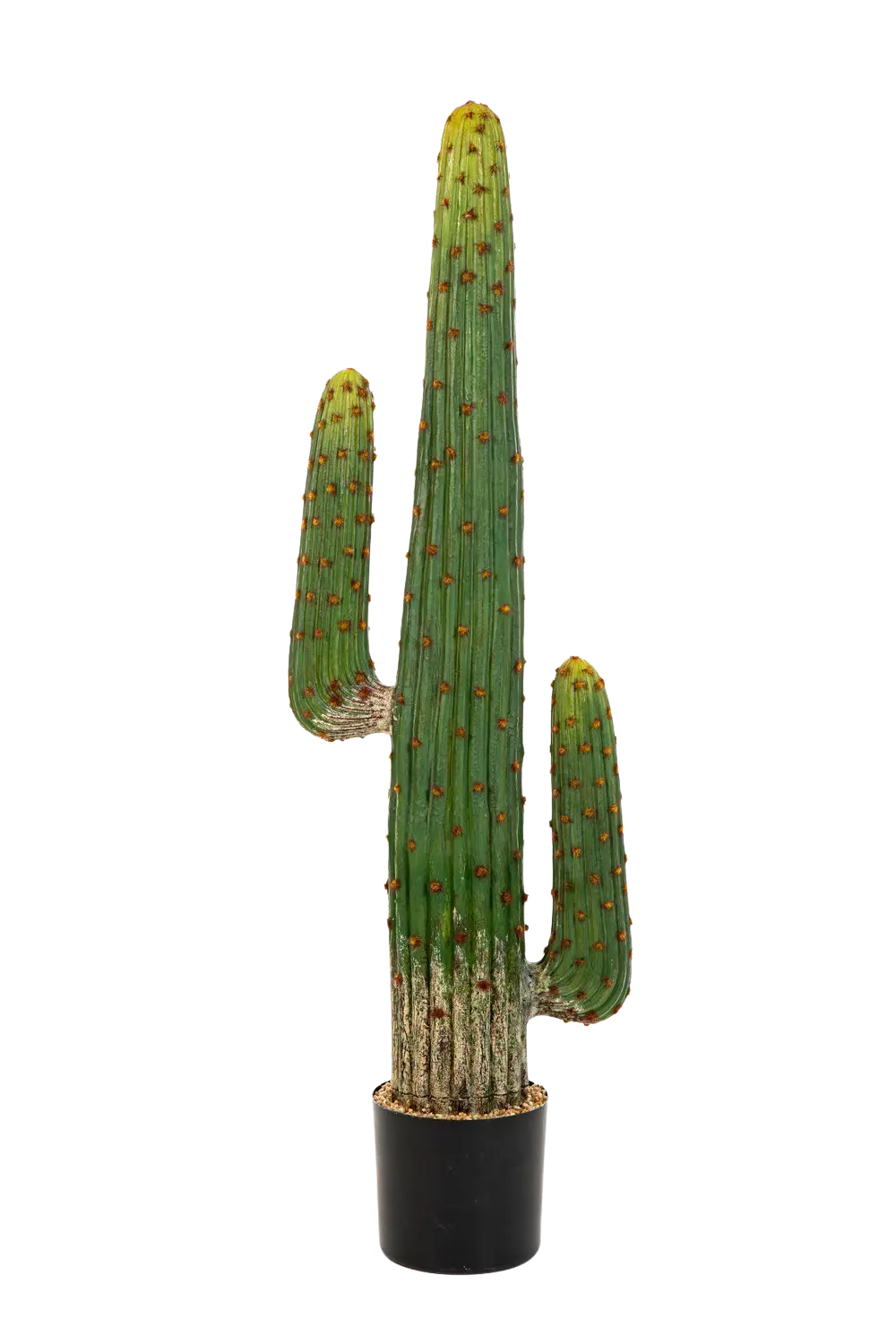 Künstlicher Kaktus - Hagen auf transparentem Hintergrund mit echt wirkenden Kunstblättern. Diese Kunstpflanze gehört zur Gattung/Familie der "Kakteen" bzw. "Kunst-Kakteen".