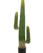 Künstlicher Kaktus - Hagen auf transparentem Hintergrund mit echt wirkenden Kunstblättern. Diese Kunstpflanze gehört zur Gattung/Familie der 