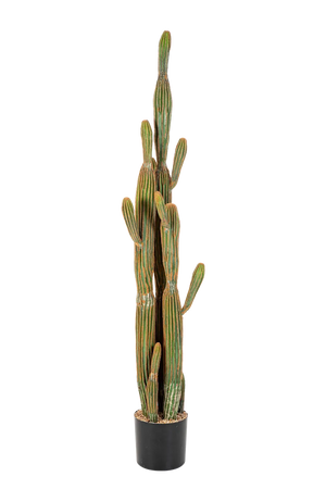Künstlicher Kaktus - Heinz auf transparentem Hintergrund mit echt wirkenden Kunstblättern. Diese Kunstpflanze gehört zur Gattung/Familie der "Kakteen" bzw. "Kunst-Kakteen".