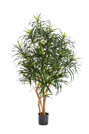 Künstlicher Drachenbaum - Hauke auf transparentem Hintergrund mit echt wirkenden Kunstblättern in natürlicher Anordnung. Künstlicher Drachenbaum - Hauke hat die Farbe Natur und ist 150 cm hoch. | aplanta Kunstpflanzen