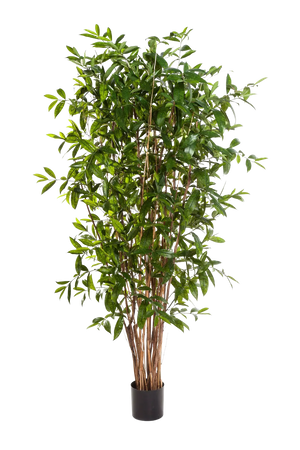 Künstlicher Drachenbaum - Ina auf transparentem Hintergrund mit echt wirkenden Kunstblättern in natürlicher Anordnung. Künstlicher Drachenbaum - Ina hat die Farbe Natur und ist 270 cm hoch. | aplanta Kunstpflanzen