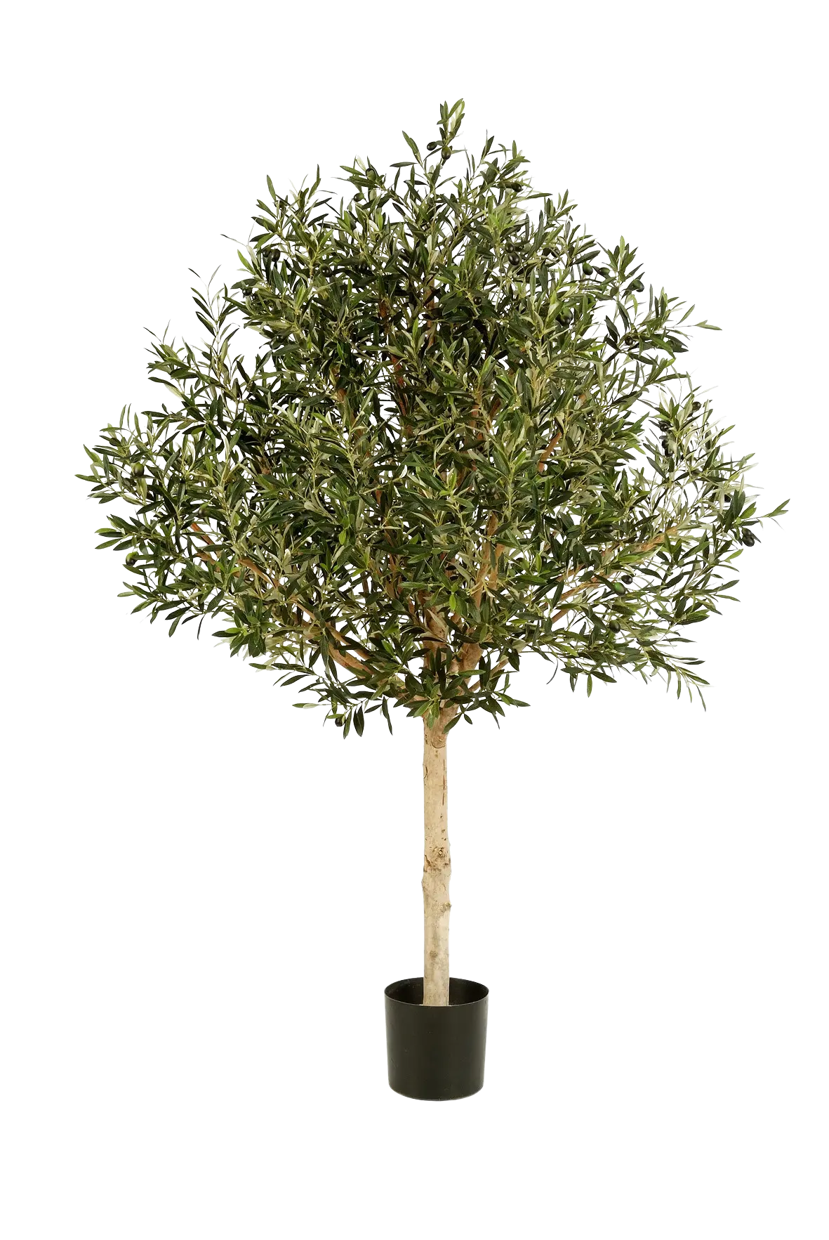 Hochwertiger Olivenbaum künstlich auf transparentem Hintergrund mit echt wirkenden Kunstblättern in natürlicher Anordnung. Künstlicher Olivenbaum - Ivy hat die Farbe Natur und ist 210 cm hoch. | aplanta Kunstpflanzen