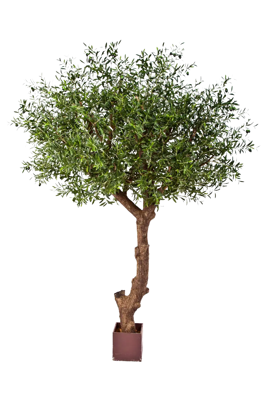 Hochwertiger Olivenbaum künstlich auf transparentem Hintergrund mit echt wirkenden Kunstblättern in natürlicher Anordnung. Künstlicher Olivenbaum - Ilias hat die Farbe Natur und ist 270 cm hoch. | aplanta Kunstpflanzen