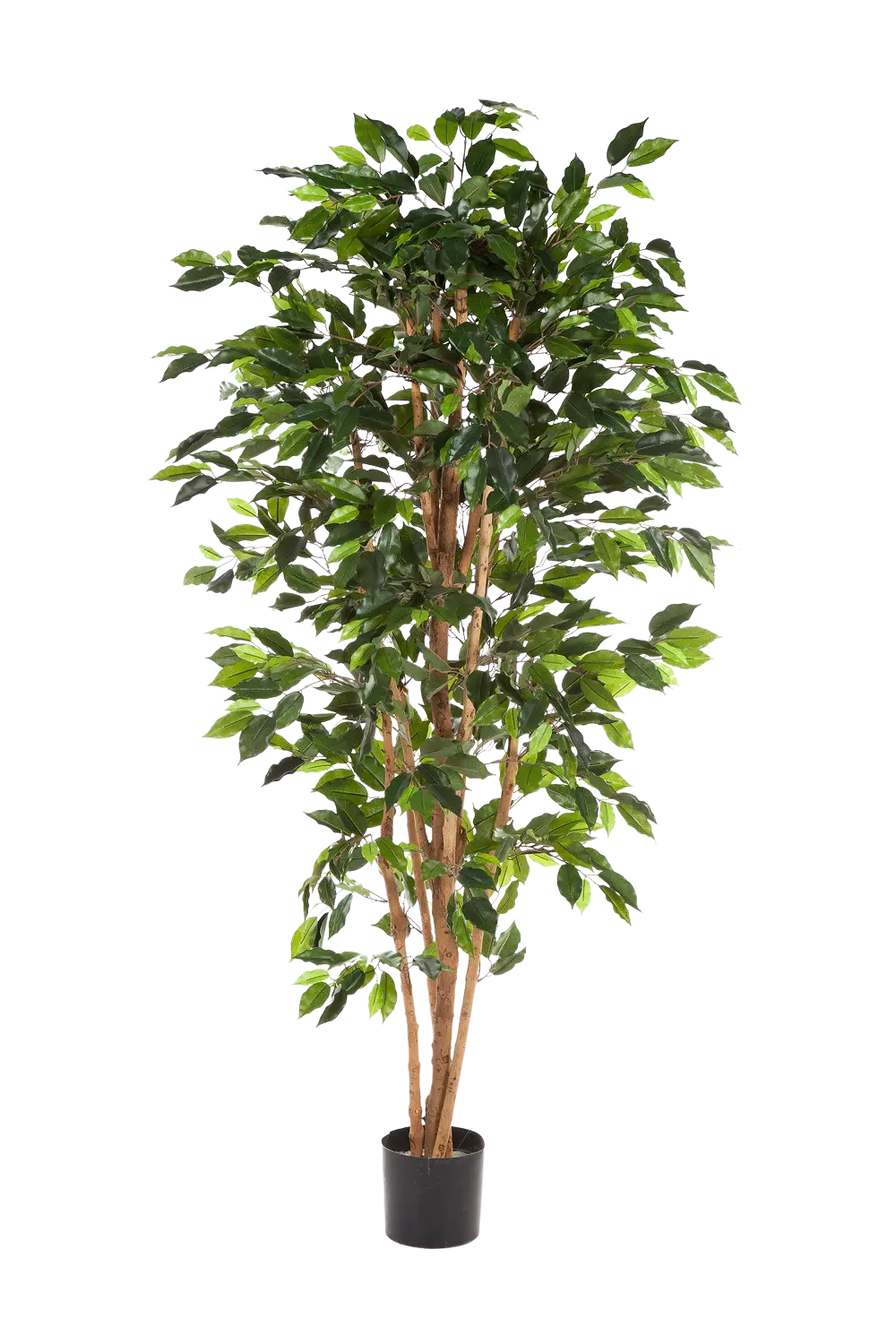 Künstlicher Chinesischer Ficus - Ismail auf transparentem Hintergrund mit echt wirkenden Kunstblättern in natürlicher Anordnung. Künstlicher Chinesischer Ficus - Ismail hat die Farbe Natur und ist 150 cm hoch. | aplanta Kunstpflanzen