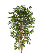 Künstlicher Chinesische Ficus - Ismail auf transparentem Hintergrund mit echt wirkenden Kunstblättern. Diese Kunstpflanze gehört zur Gattung/Familie der 