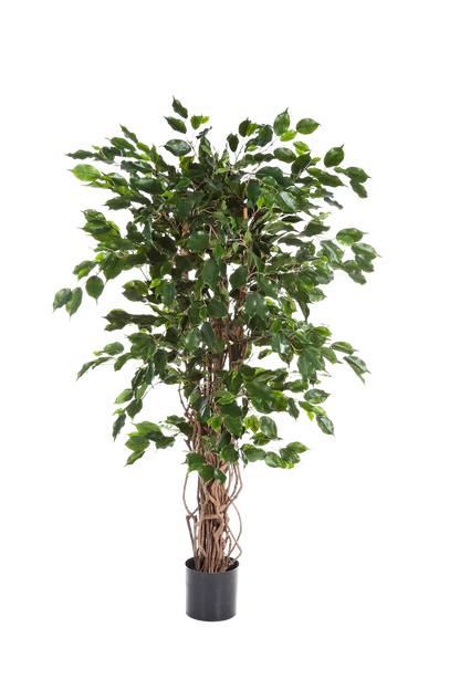 Künstlicher Ficus - Jasmin, 210 cm, Kunstbaum von aplanta, mit Echtholzstamm, mit Mangrovenstamm, im schwarzen Topf, in Natur