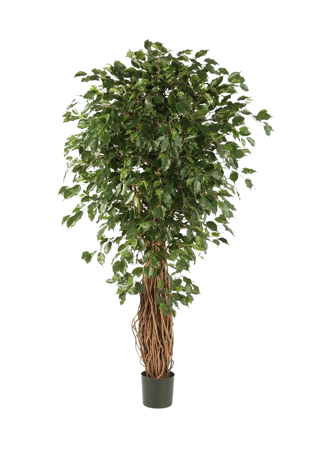 Künstlicher Ficus Liana - Josefine auf transparentem Hintergrund mit echt wirkenden Kunstblättern in natürlicher Anordnung. Künstlicher Ficus Liana - Josefine hat die Farbe Natur und ist 150 cm hoch. | aplanta Kunstpflanzen
