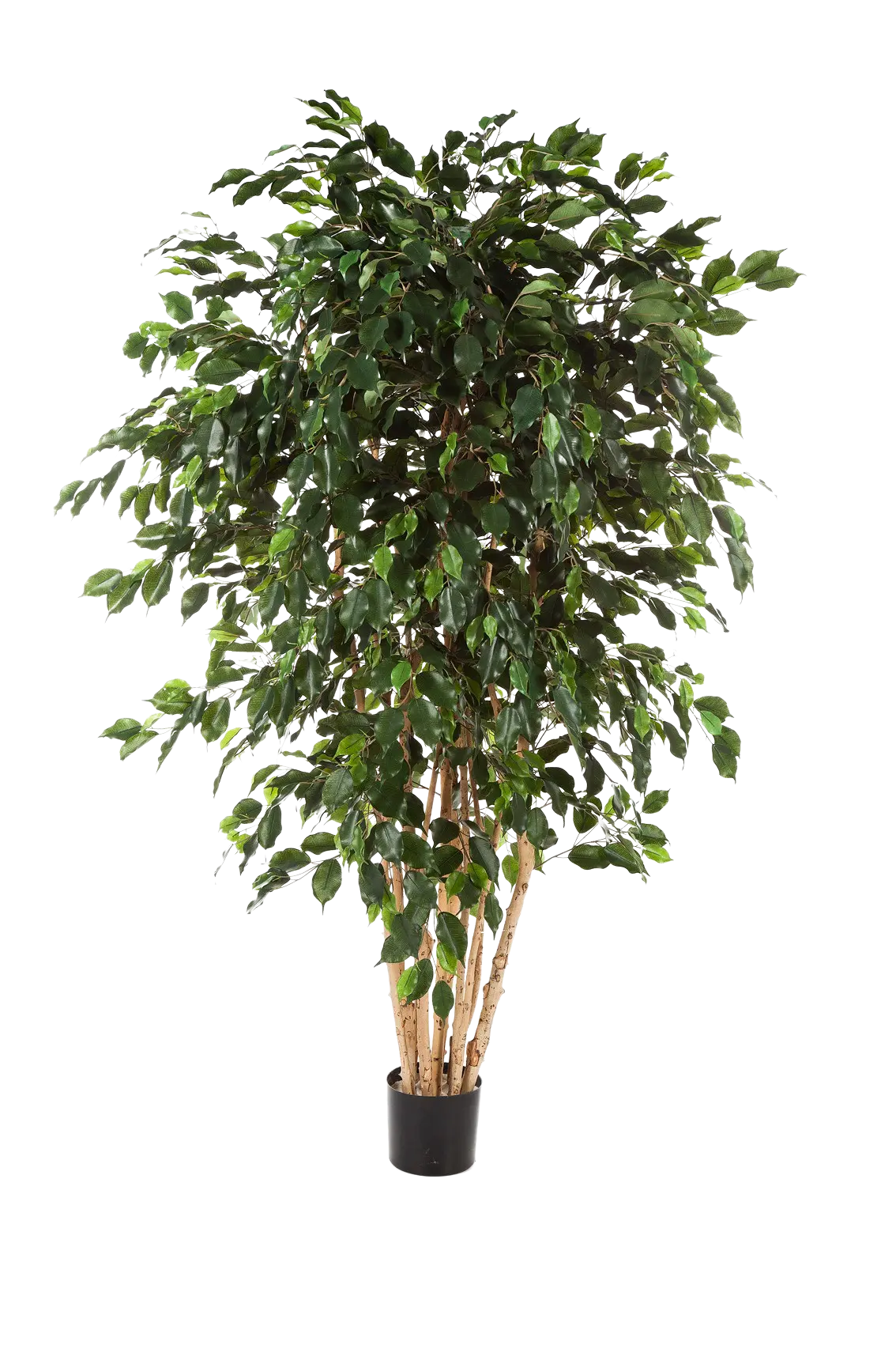 Künstlicher Gummibaum - Joel auf transparentem Hintergrund mit echt wirkenden Kunstblättern. Diese Kunstpflanze gehört zur Gattung/Familie der "Feigen" bzw. "Kunst-Feigen".