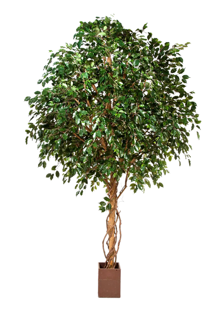 Künstlicher Ficus Baum - Nero, 315 cm, Kunstbaum von aplanta, mit Echtholzstamm, im schwarzen Topf, in Natur, für drinnen