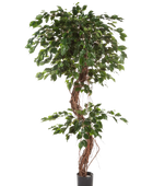 Künstlicher Gummibaum - Joshua auf transparentem Hintergrund mit echt wirkenden Kunstblättern. Diese Kunstpflanze gehört zur Gattung/Familie der 