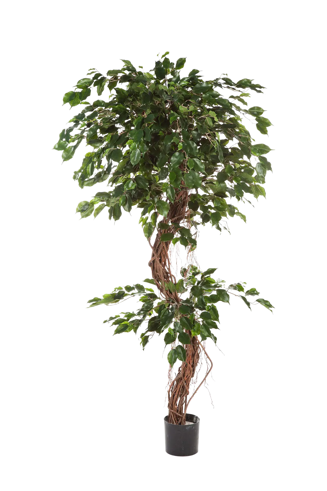 Künstlicher Ficus - Joshua auf transparentem Hintergrund mit echt wirkenden Kunstblättern in natürlicher Anordnung. Künstlicher Ficus - Joshua hat die Farbe Natur und ist 210 cm hoch. | aplanta Kunstpflanzen
