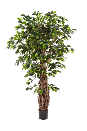 Künstlicher Ficus - Jannik auf transparentem Hintergrund mit echt wirkenden Kunstblättern in natürlicher Anordnung. Künstlicher Ficus - Jannik hat die Farbe Natur und ist 270 cm hoch. | aplanta Kunstpflanzen