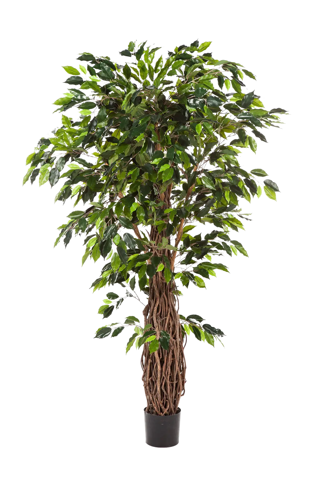 Künstlicher Ficus - Jannik auf transparentem Hintergrund mit echt wirkenden Kunstblättern in natürlicher Anordnung. Künstlicher Ficus - Jannik hat die Farbe Natur und ist 330 cm hoch. | aplanta Kunstpflanzen