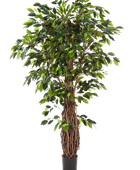 Künstlicher Ficus- Jannik auf transparentem Hintergrund mit echt wirkenden Kunstblättern. Diese Kunstpflanze gehört zur Gattung/Familie der 