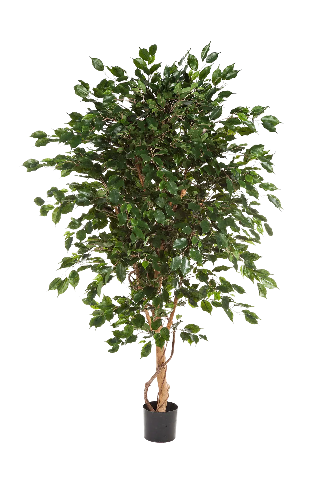Künstlicher Ficus - Kim auf transparentem Hintergrund mit echt wirkenden Kunstblättern in natürlicher Anordnung. Künstlicher Ficus - Kim hat die Farbe Natur und ist 150 cm hoch. | aplanta Kunstpflanzen