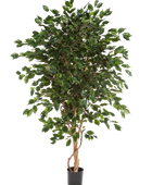 Künstlicher Ficus - Kim auf transparentem Hintergrund mit echt wirkenden Kunstblättern in natürlicher Anordnung. Künstlicher Ficus - Kim hat die Farbe Natur und ist 150 cm hoch. | aplanta Kunstpflanzen