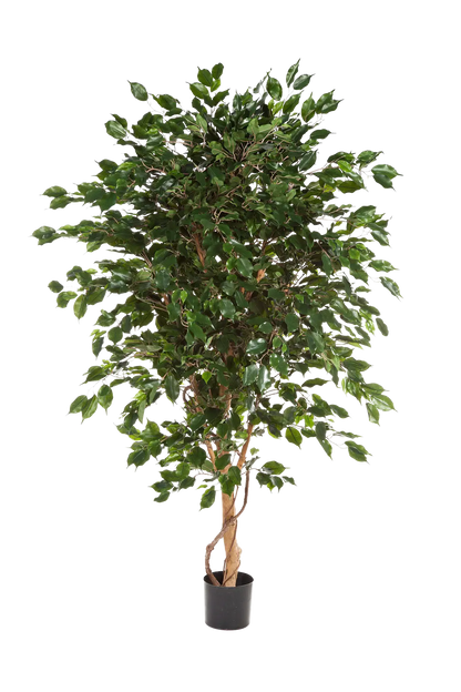 Künstlicher Ficus - Kim, 210 cm, Kunstbaum von aplanta, in Natur, für drinnen