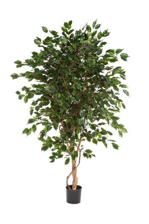 Künstlicher Gummibaum - Kim auf transparentem Hintergrund mit echt wirkenden Kunstblättern. Diese Kunstpflanze gehört zur Gattung/Familie der "Feigen" bzw. "Kunst-Feigen".