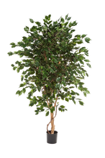 Künstlicher Ficus - Kim, 180 cm, Kunstbaum von aplanta, mit Echtholzstamm, im schwarzen Topf, in Natur, für drinnen