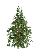 Künstlicher Baum - Katja auf transparentem Hintergrund mit echt wirkenden Kunstblättern in natürlicher Anordnung. Künstlicher Baum - Katja hat die Farbe Natur und ist 180 cm hoch. | aplanta Kunstpflanzen