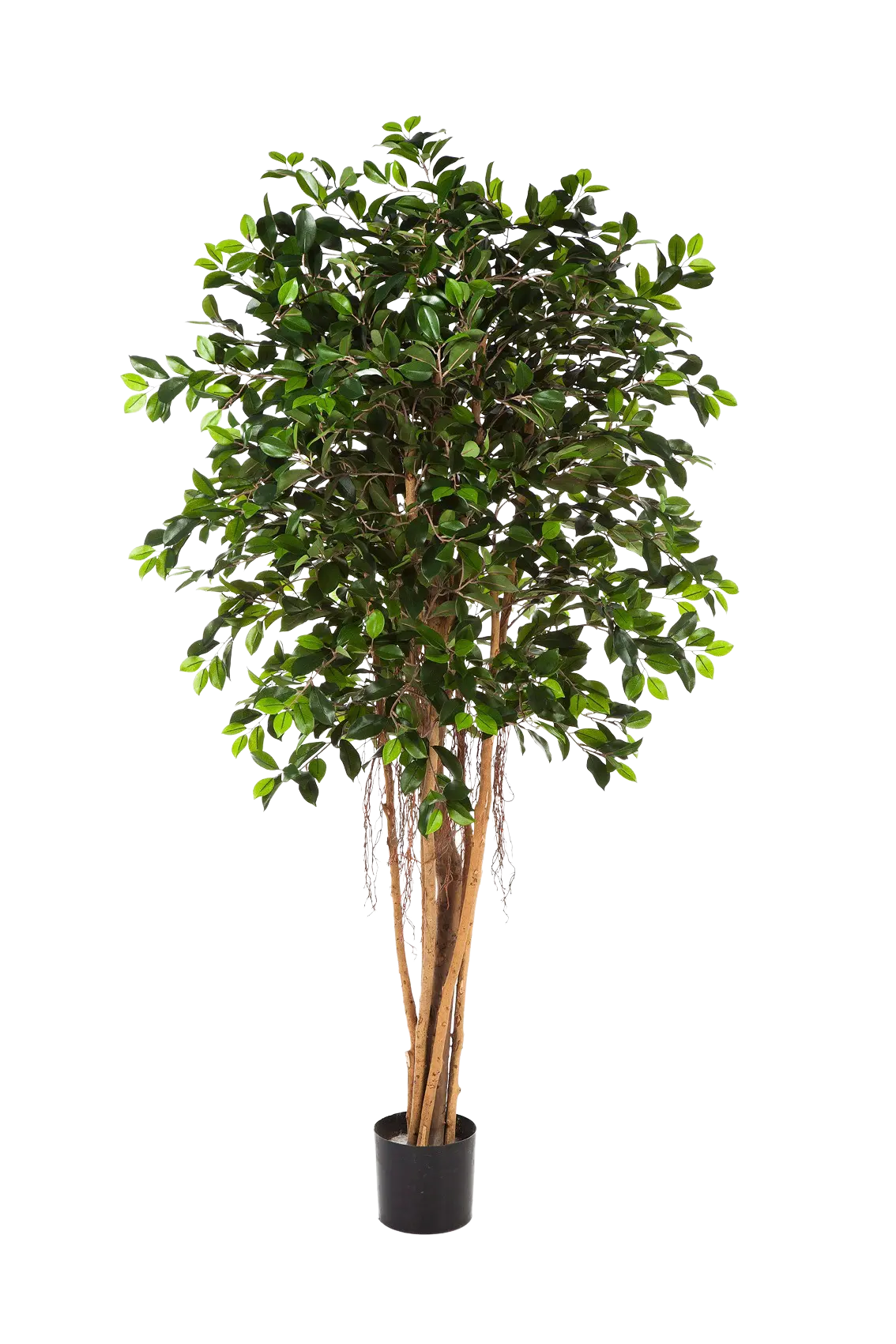 Künstlicher Chinesischer Ficus - Konstantin auf transparentem Hintergrund mit echt wirkenden Kunstblättern. Diese Kunstpflanze gehört zur Gattung/Familie der "Feigen" bzw. "Kunst-Feigen".