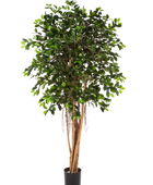 Künstlicher Chinesischer Ficus - Konstantin auf transparentem Hintergrund mit echt wirkenden Kunstblättern. Diese Kunstpflanze gehört zur Gattung/Familie der 