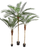 Hochwertige Kunstpalme auf transparentem Hintergrund mit echt wirkenden Kunstblättern in natürlicher Anordnung. Künstliche Dattelpalme - Kian hat die Farbe Natur und ist 210 cm hoch. | aplanta Kunstpflanzen