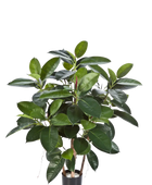 Künstlicher Gummibaum - Laura auf transparentem Hintergrund mit echt wirkenden Kunstblättern. Diese Kunstpflanze gehört zur Gattung/Familie der 