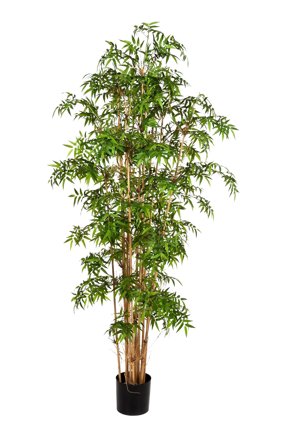 Hochwertiger Kunstbambus auf transparentem Hintergrund mit echt wirkenden Kunstblättern in natürlicher Anordnung. Künstlicher Bambus - Lucia hat die Farbe Natur und ist 110 cm hoch. | aplanta Kunstpflanzen