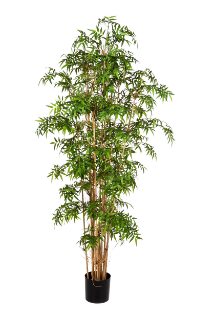 Hochwertiger Kunstbambus auf transparentem Hintergrund mit echt wirkenden Kunstblättern in natürlicher Anordnung. Künstlicher Bambus - Lucia hat die Farbe Natur und ist 110 cm hoch. | aplanta Kunstpflanzen