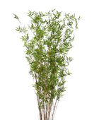 Künstlicher Bambus - Louis auf transparentem Hintergrund mit echt wirkenden Kunstblättern. Diese Kunstpflanze gehört zur Gattung/Familie der 