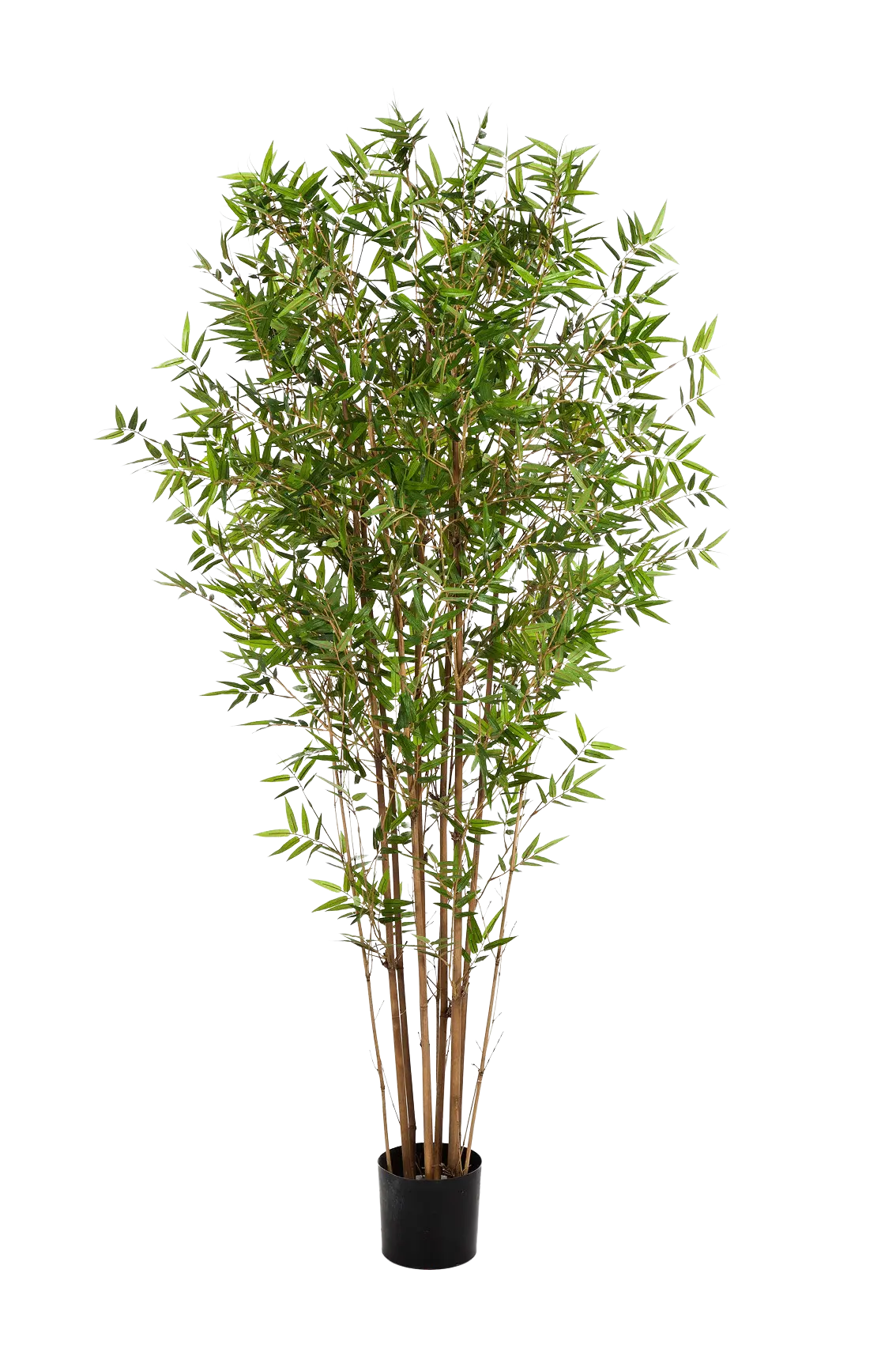 Hochwertiger Kunstbambus auf transparentem Hintergrund mit echt wirkenden Kunstblättern in natürlicher Anordnung. Künstlicher Bambus - Lucas hat die Farbe Natur und ist 210 cm hoch. | aplanta Kunstpflanzen