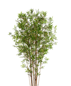 Hochwertiger Kunstbambus auf transparentem Hintergrund mit echt wirkenden Kunstblättern in natürlicher Anordnung. Künstlicher Bambus - Lucas hat die Farbe Natur und ist 150 cm hoch. | aplanta Kunstpflanzen