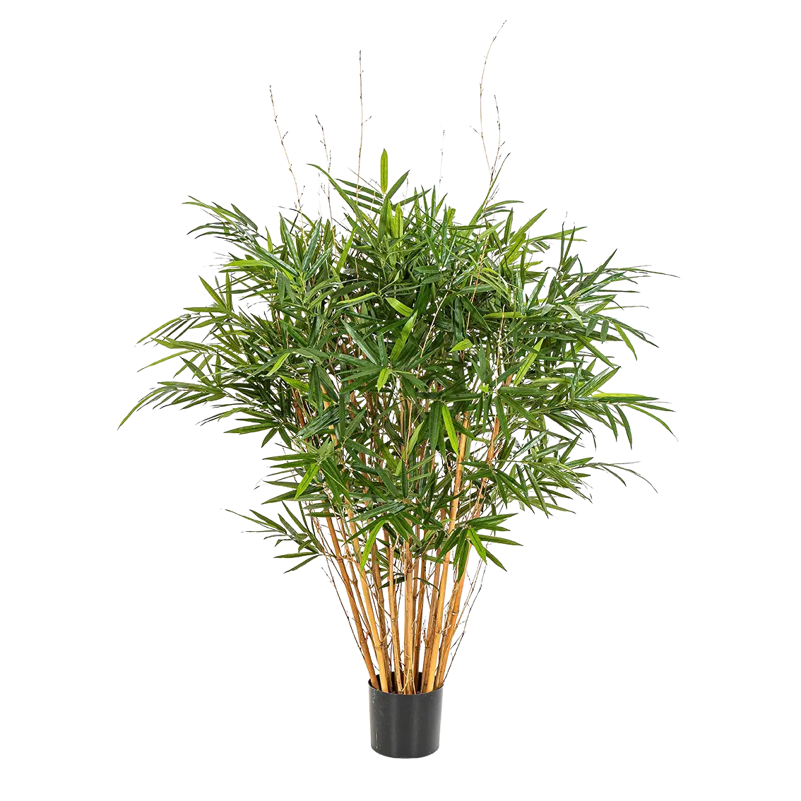 Künstlicher Bambus - Marleen auf transparentem Hintergrund mit echt wirkenden Kunstblättern. Diese Kunstpflanze gehört zur Gattung/Familie der "Bambuse" bzw. "Kunst-Bambuse".
