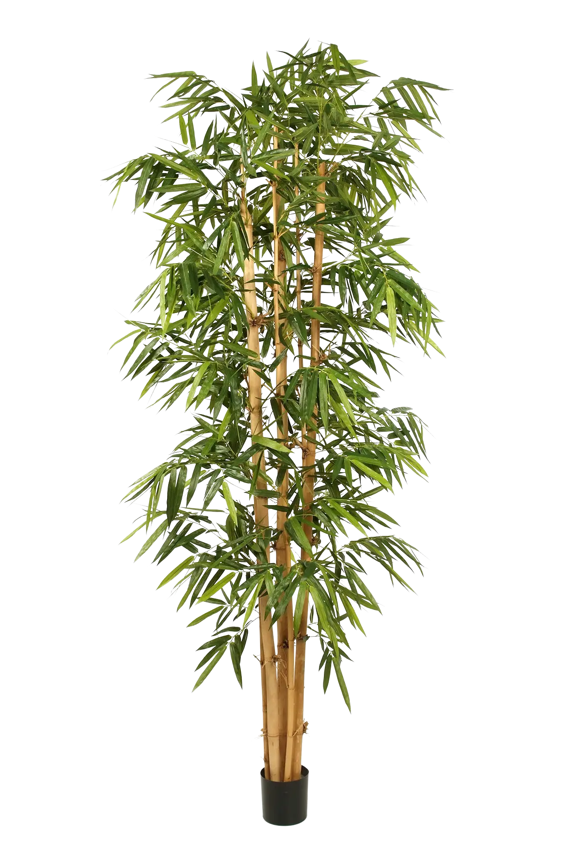 Hochwertiger Kunstbambus auf transparentem Hintergrund mit echt wirkenden Kunstblättern in natürlicher Anordnung. Künstlicher Bambus - Marlon hat die Farbe Natur und ist 270 cm hoch. | aplanta Kunstpflanzen