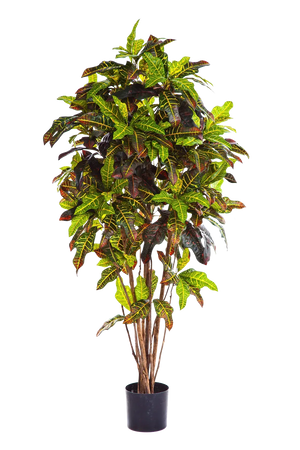 Künstlicher Croton - Oriana auf transparentem Hintergrund mit echt wirkenden Kunstblättern in natürlicher Anordnung. Künstlicher Croton - Oriana hat die Farbe Natur und ist 120 cm hoch. | aplanta Kunstpflanzen