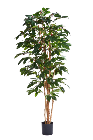 Künstlicher Kaffebaum - Philomena | 210 cm auf transparentem Hintergrund mit echt wirkenden Kunstblättern in natürlicher Anordnung. | aplanta Kunstpflanzen
