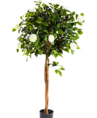 Künstlicher Kamelienbaum - Pina auf transparentem Hintergrund mit echt wirkenden Kunstblättern. Diese Kunstpflanze gehört zur Gattung/Familie der 