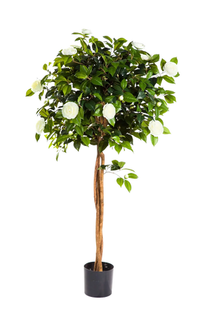 Künstlicher Kamelienbaum - Pina auf transparentem Hintergrund mit echt wirkenden Kunstblättern in natürlicher Anordnung. Künstlicher Kamelienbaum - Pina hat die Farbe Natur und ist 160 cm hoch. | aplanta Kunstpflanzen