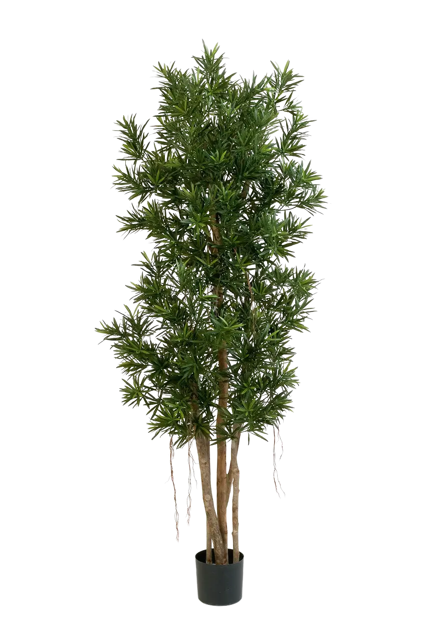 Künstlicher Podocarpus Reflexa- Paul | 210 cm