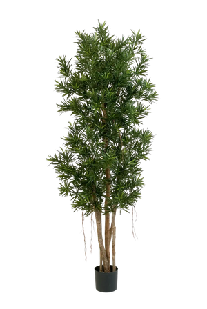 Künstlicher Podocarpus Reflexa- Paul | 180 cm