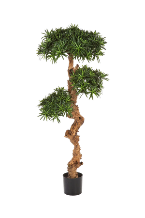 Künstlicher Podocarpus - Phil auf transparentem Hintergrund mit echt wirkenden Kunstblättern in natürlicher Anordnung. Künstlicher Podocarpus - Phil hat die Farbe Natur und ist 90 cm hoch. | aplanta Kunstpflanzen