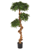 Künstlicher Podocarpus - Phil auf transparentem Hintergrund mit echt wirkenden Kunstblättern in natürlicher Anordnung. Künstlicher Podocarpus - Phil hat die Farbe Natur und ist 90 cm hoch. | aplanta Kunstpflanzen