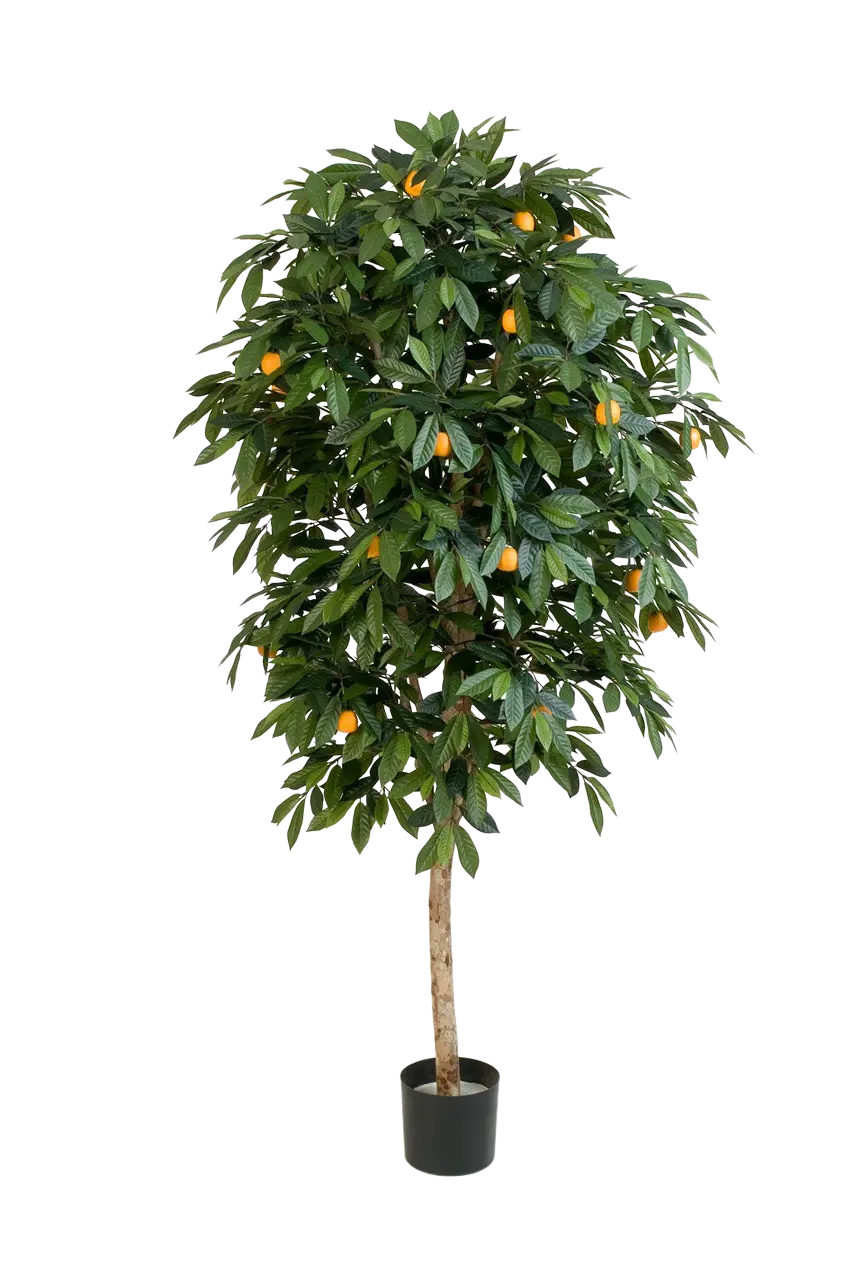 Künstlicher Orangenbaum - Pius auf transparentem Hintergrund mit echt wirkenden Kunstblättern in natürlicher Anordnung. Künstlicher Orangenbaum - Pius hat die Farbe Natur und ist 170 cm hoch. | aplanta Kunstpflanzen