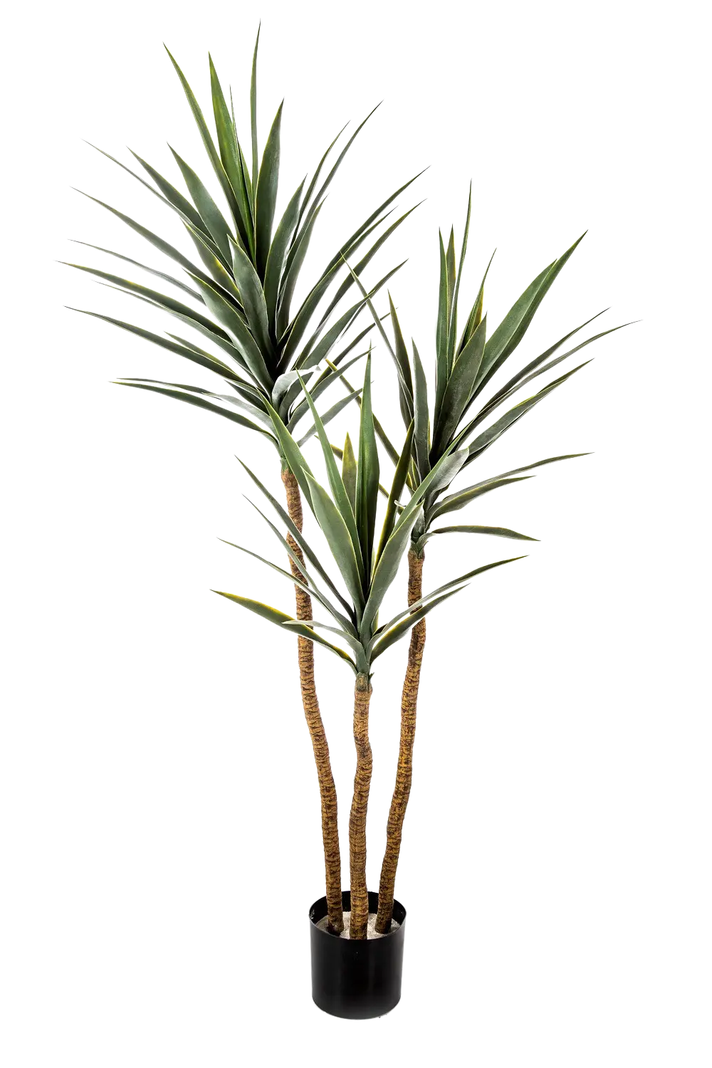 Hochwertige Kunstpalme auf transparentem Hintergrund mit echt wirkenden Kunstblättern in natürlicher Anordnung. Künstliche Yucca Palme - Ramona hat die Farbe Natur und ist 160 cm hoch. | aplanta Kunstpflanzen