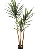 Hochwertige Kunstpalme auf transparentem Hintergrund mit echt wirkenden Kunstblättern in natürlicher Anordnung. Künstliche Yucca Palme - Ramona hat die Farbe Natur und ist 160 cm hoch. | aplanta Kunstpflanzen