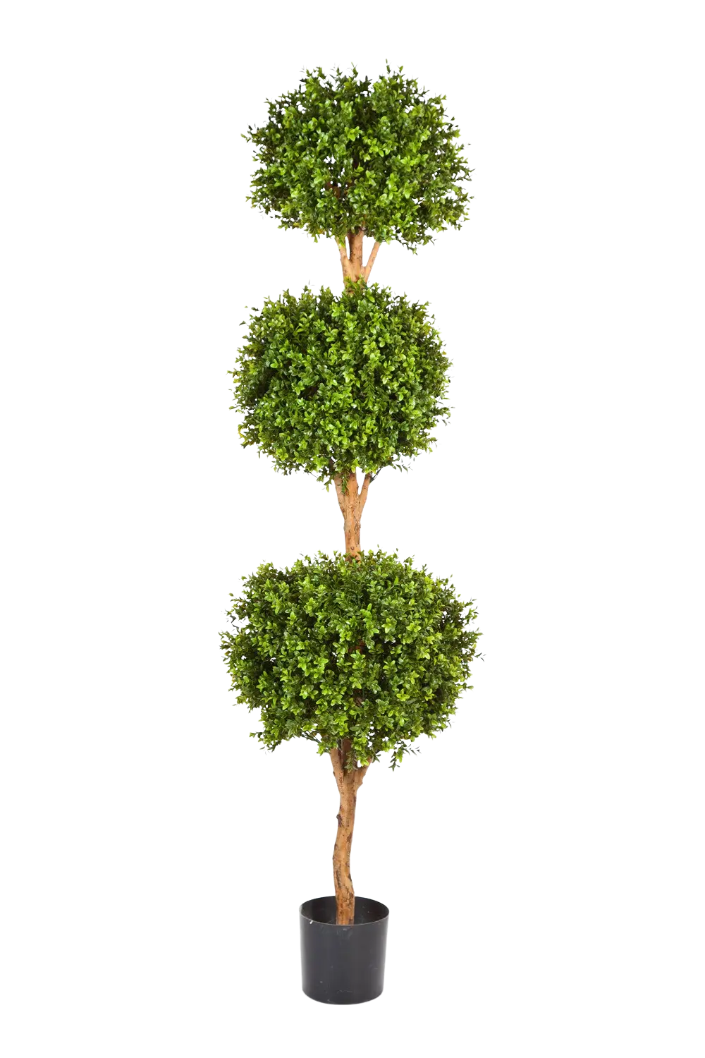 Hochwertiger Buchsbaum künstlich auf transparentem Hintergrund mit echt wirkenden Kunstblättern in natürlicher Anordnung. Künstlicher Buchsbaum - Ruben hat die Farbe Natur und ist 190 cm hoch. | aplanta Kunstpflanzen