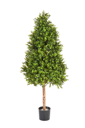 Hochwertiger Buchsbaum künstlich auf transparentem Hintergrund mit echt wirkenden Kunstblättern in natürlicher Anordnung. Künstlicher Buchsbaum - Rene hat die Farbe Natur und ist 140 cm hoch. | aplanta Kunstpflanzen